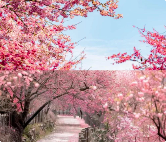 6个适合3月、4月赏花踏青旅游的旅行地推荐