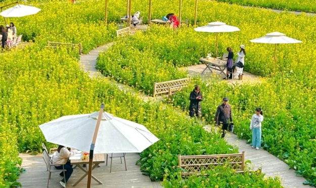 有机农场 + 文旅:解锁乡村新玩法