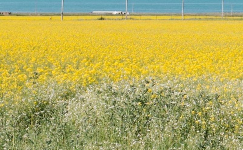 乡村旅游发展需全面统筹特色发展 乡村旅游发展需全面统筹特色发展